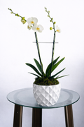 ORQUIDEA SENCILLA