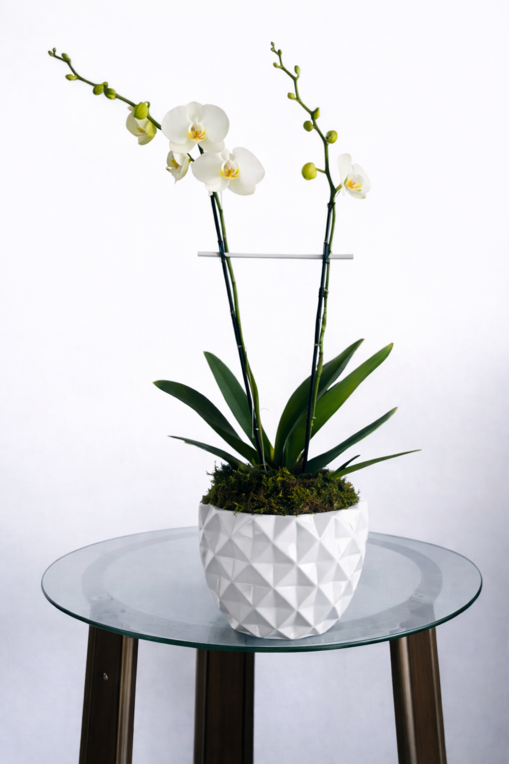 ORQUIDEA SENCILLA