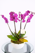 MACETA DE ORQUIDEAS