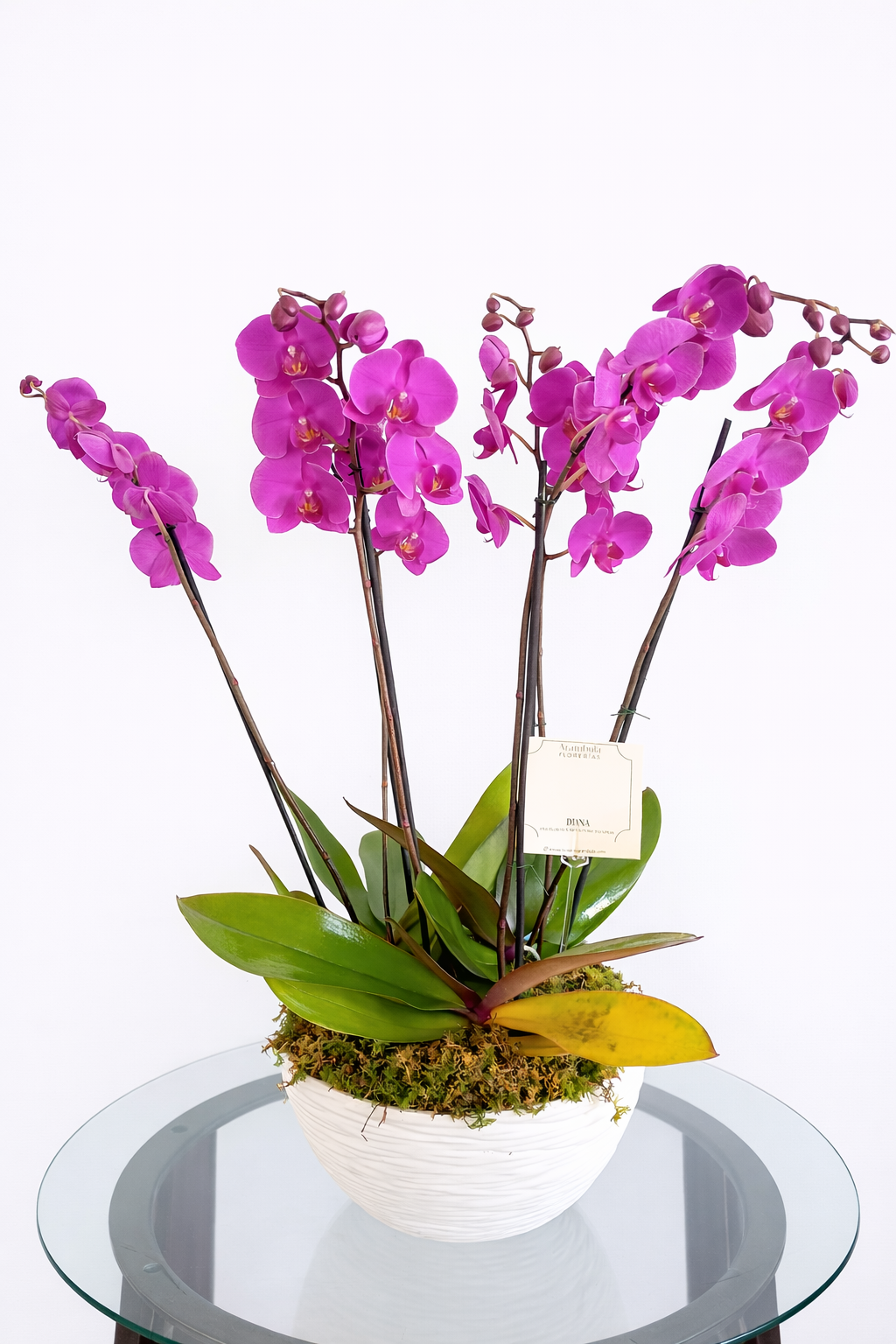 MACETA DE ORQUIDEAS