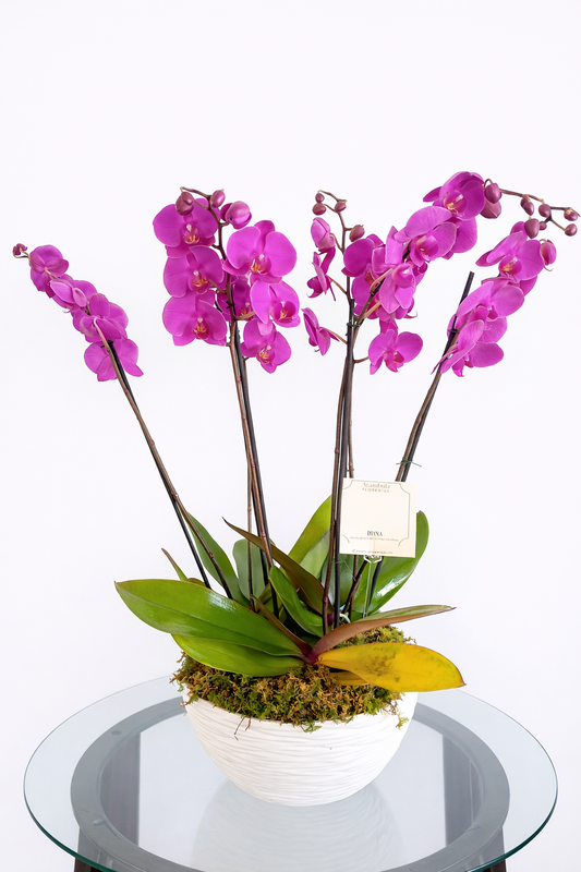 MACETA DE ORQUIDEAS