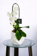 ORQUIDEA CASCADA