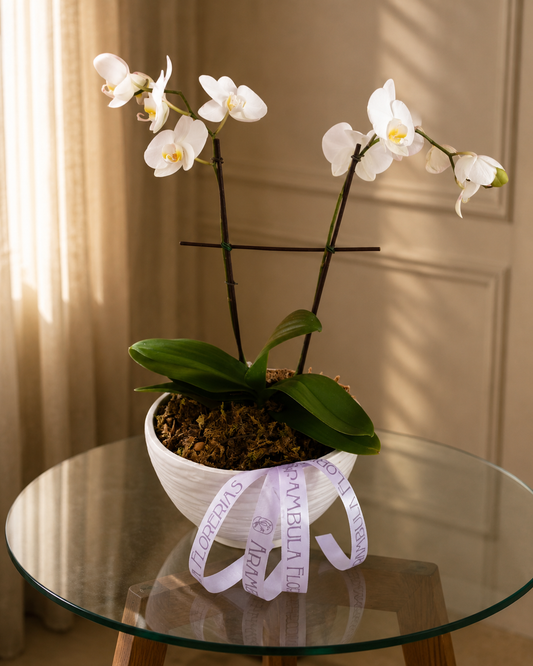 Maceta de Orquídea