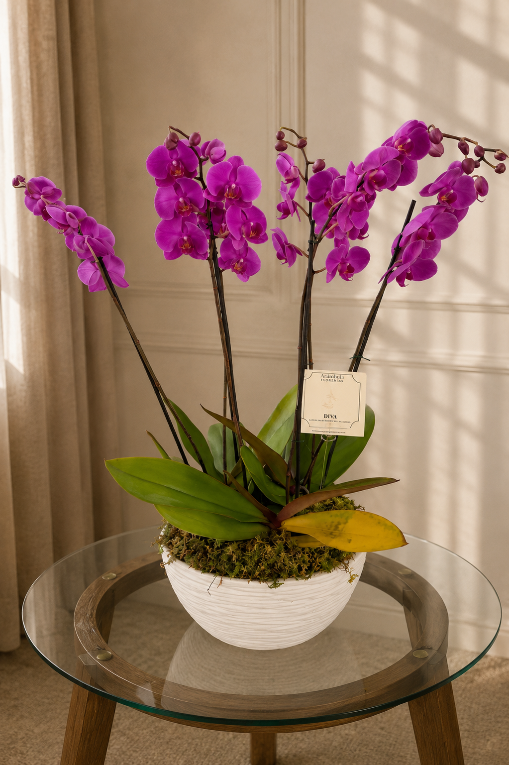 Maceta Orquídeas