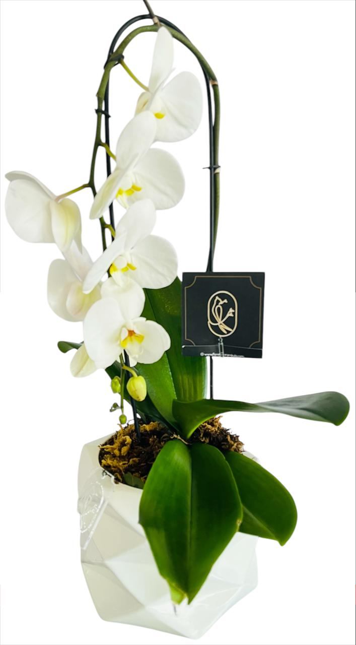 Maceta de Orquidea tipo cascada